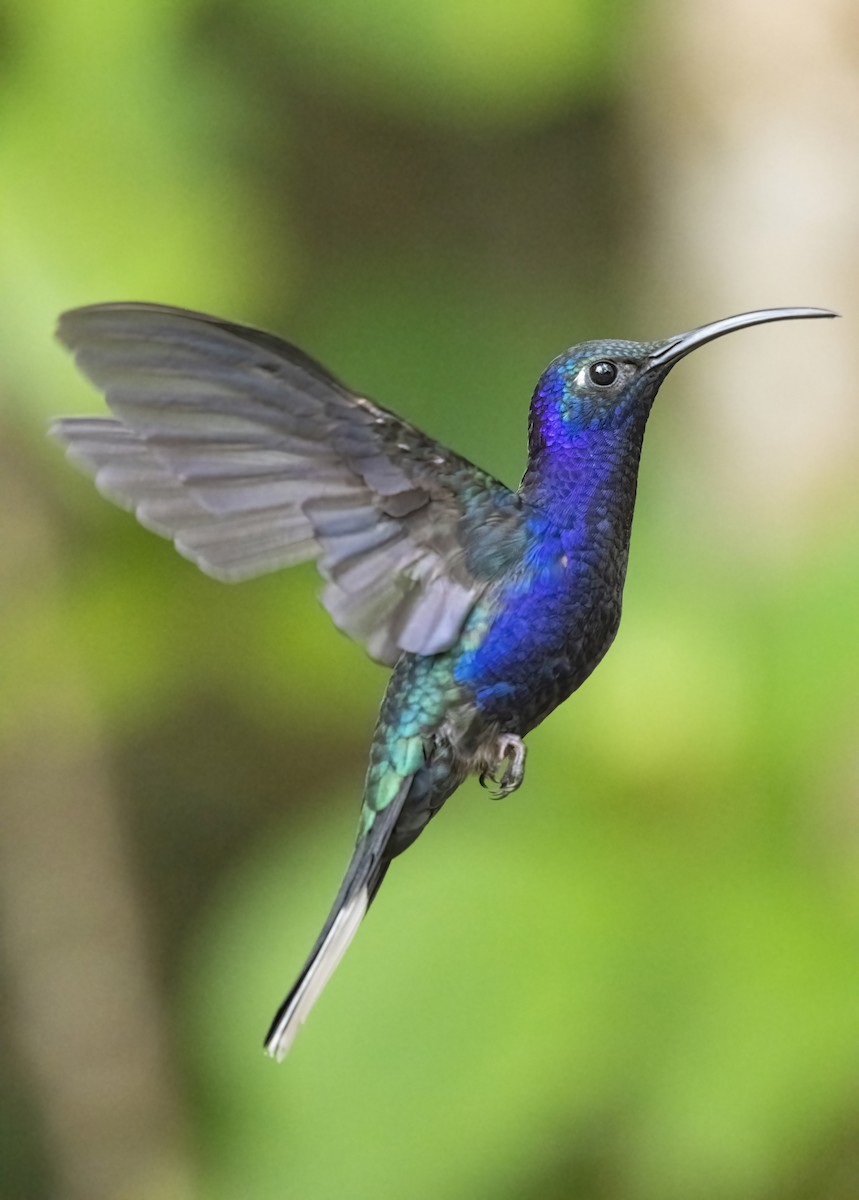Violet Sabrewing - ML291067851