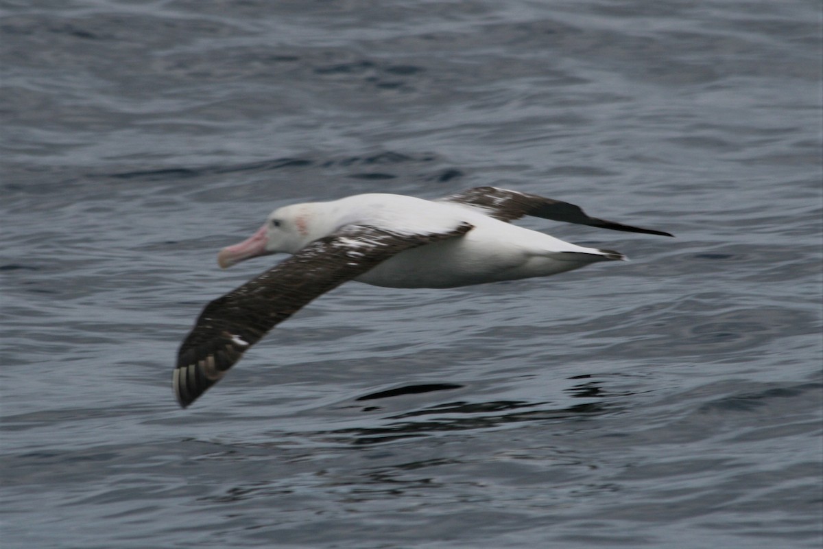Albatros hurleur, A. de Tristan da Cunha ou A. des Antipodes - ML291068031