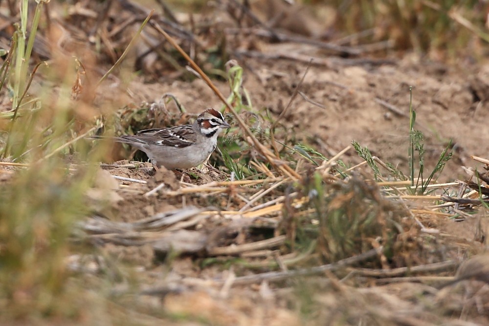 Lark Sparrow - ML29106921