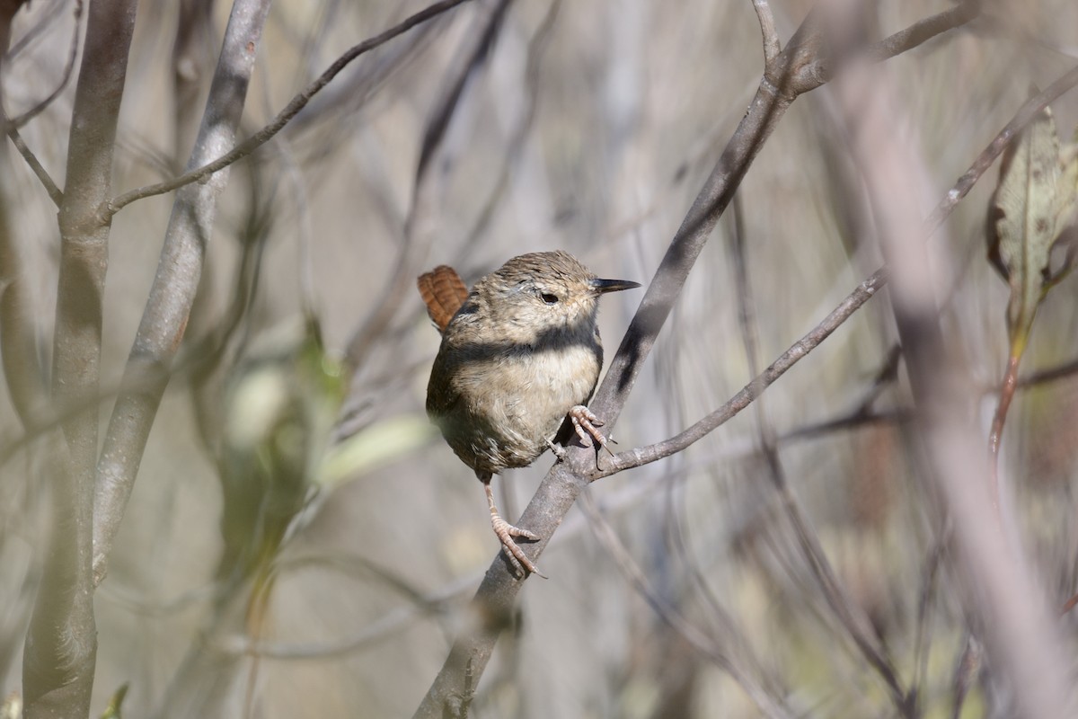 Eurasian Wren - ML291070731