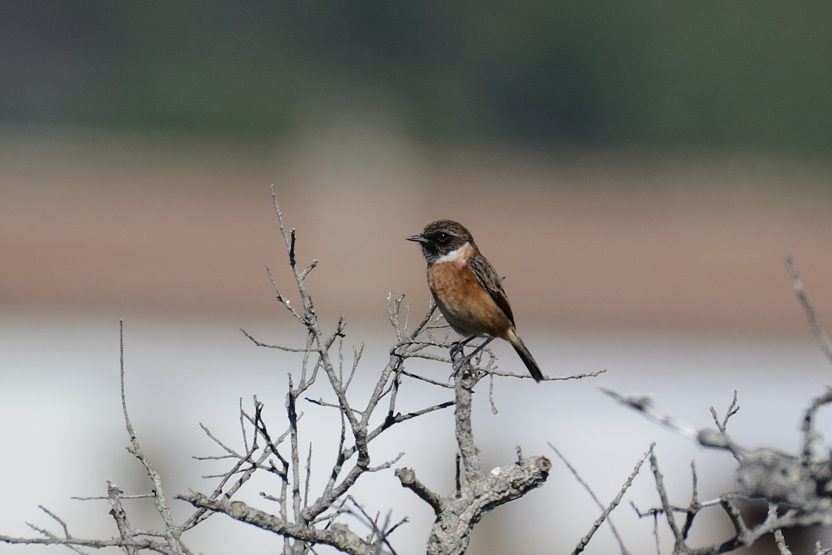 European Stonechat - ML291071281