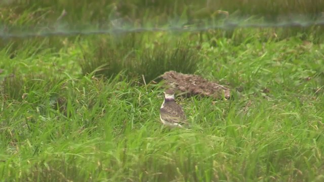 St. Helena Plover - ML291072901