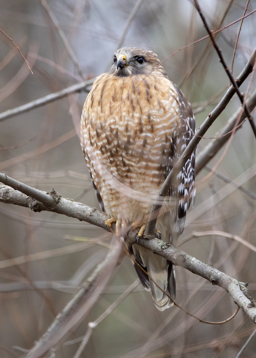 Red-shouldered Hawk - ML291073251