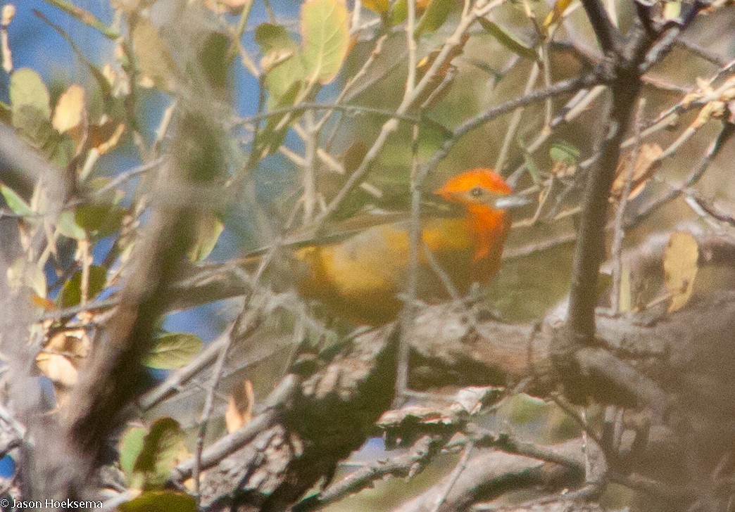 Flame-colored Tanager - ML29107341