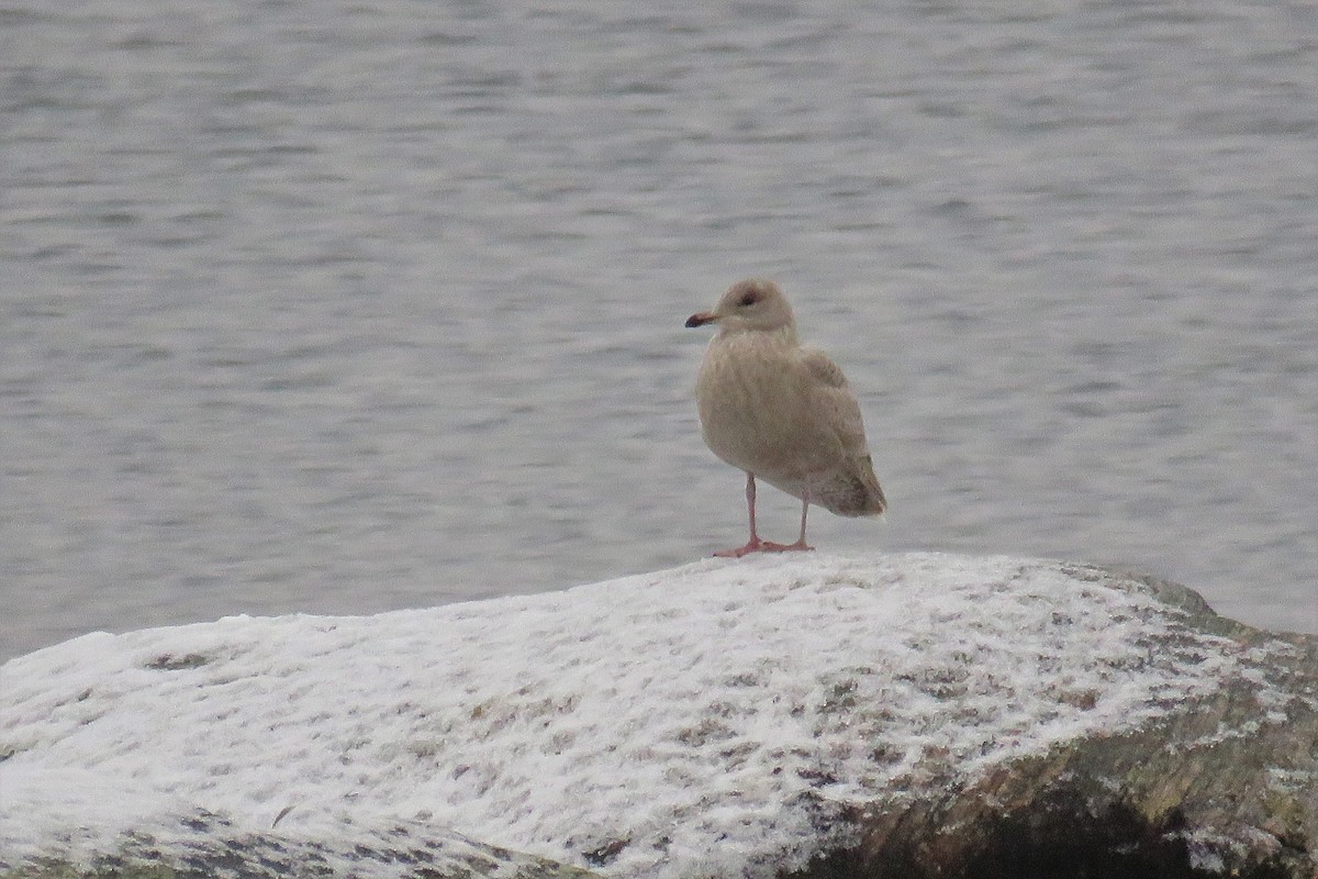 Goéland arctique - ML291075591