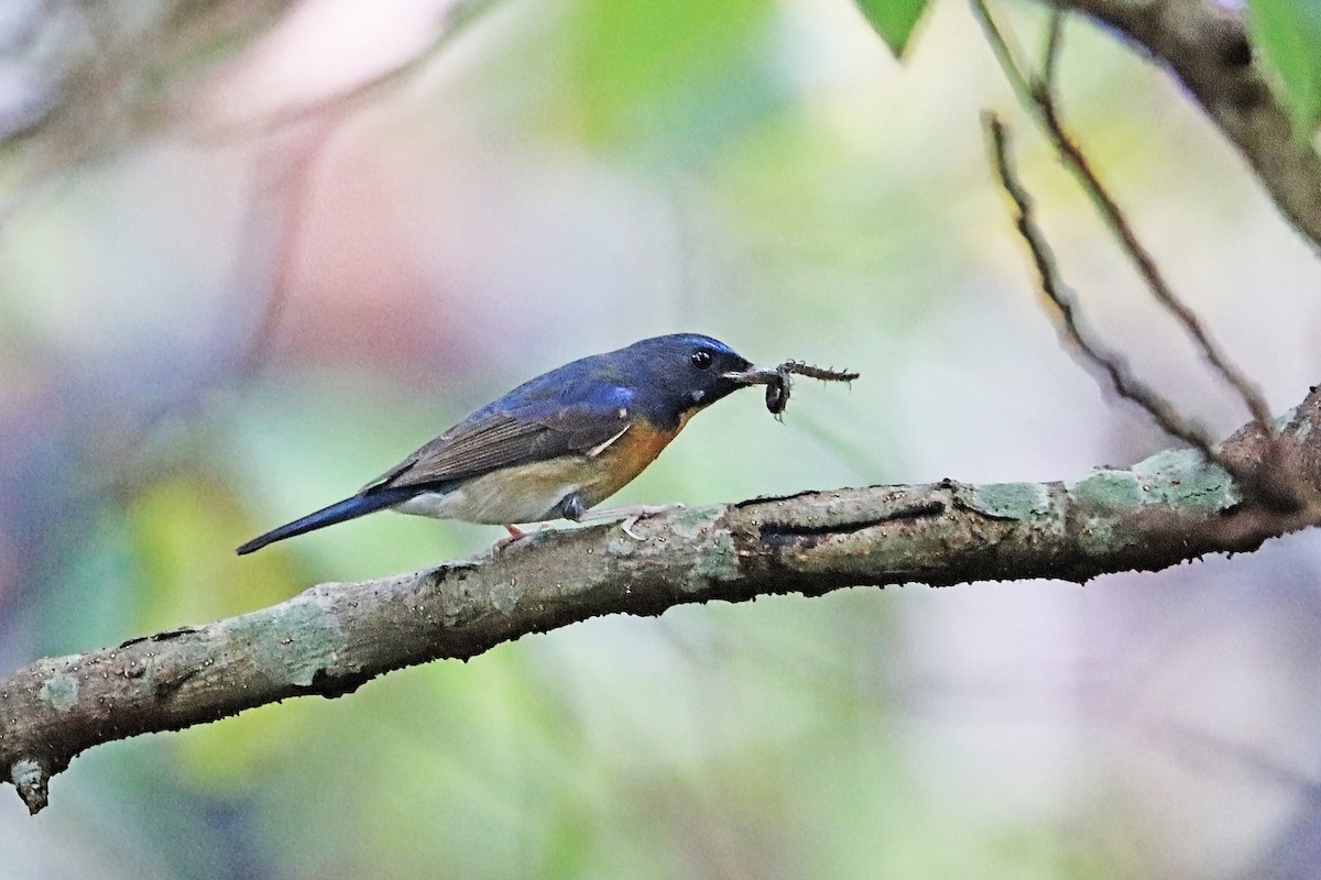 Chinese Blue Flycatcher - ML291075721