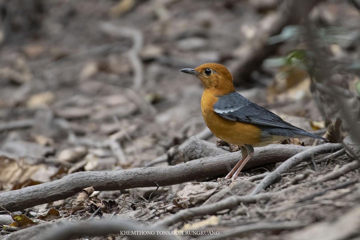 Orange-headed Thrush (Orange-headed) - ML291075941