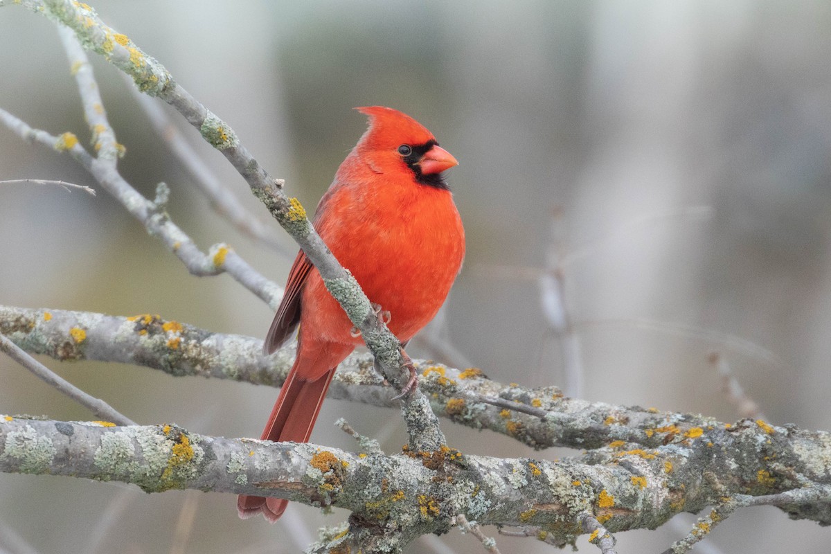 Northern Cardinal - ML291075981