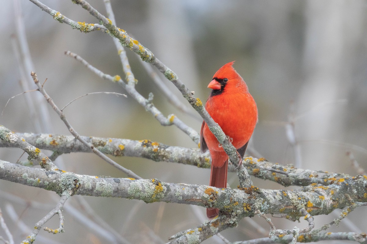 Cardenal Norteño - ML291076091