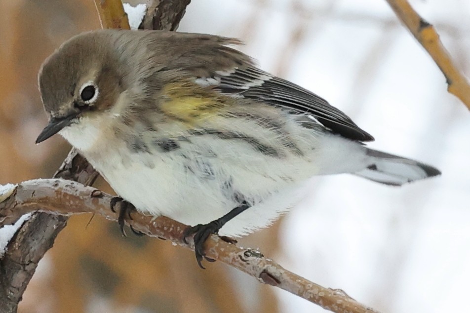 Yellow-rumped Warbler - ML291076851