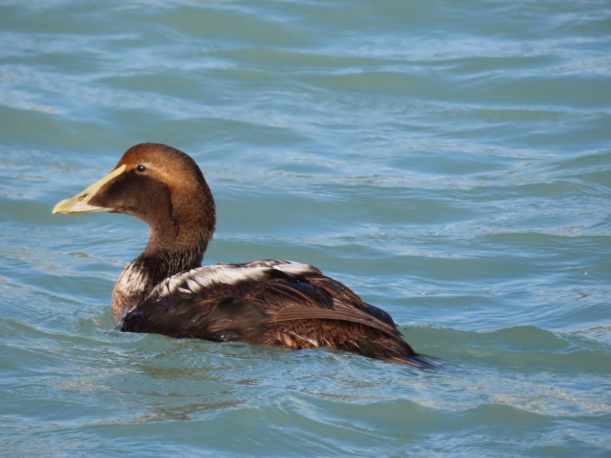 Eider arrunta - ML291079601