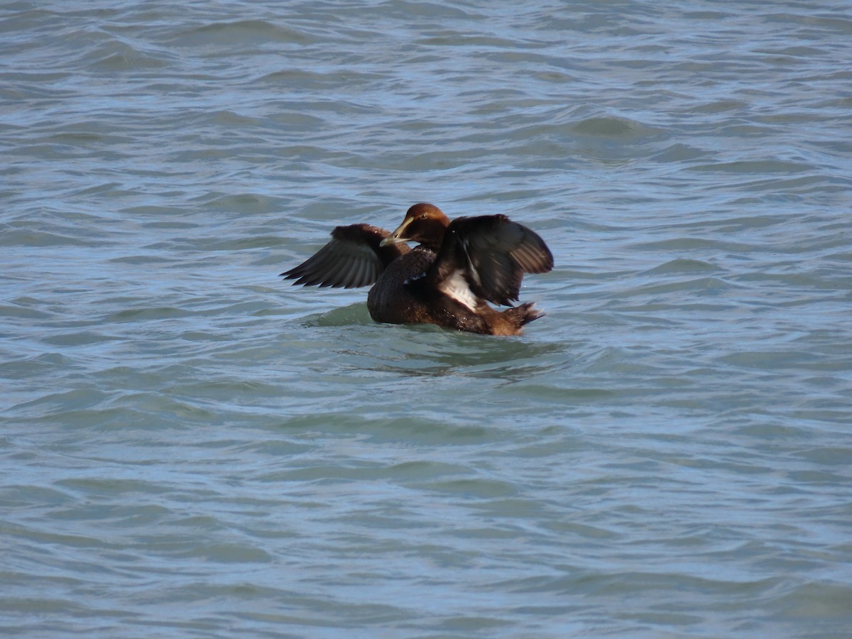 Common Eider - ML291079851