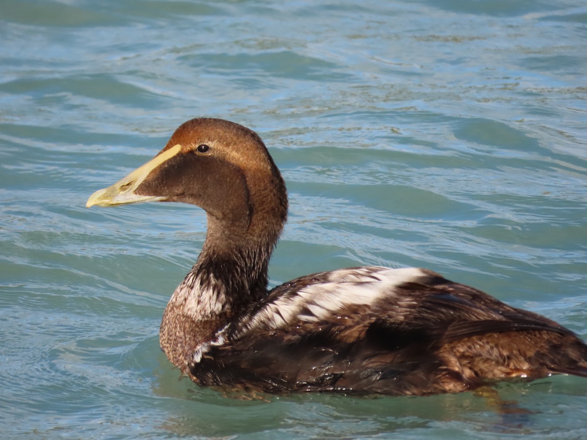 Common Eider - ML291079861