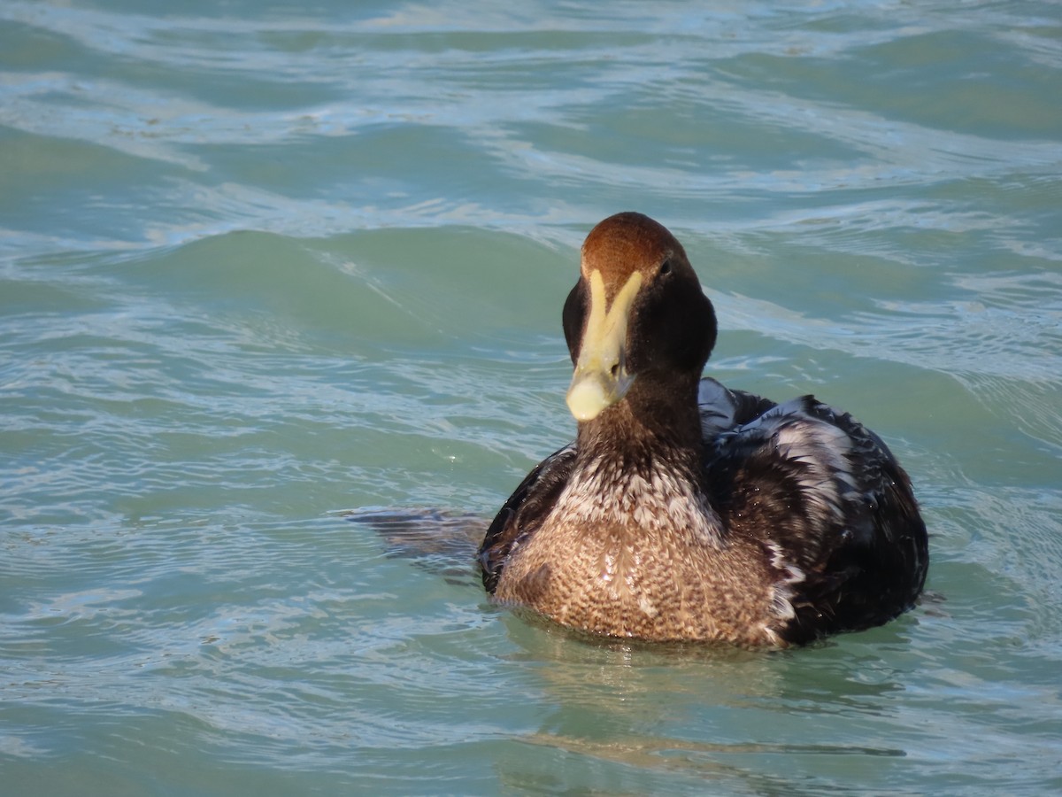 Common Eider - ML291079881