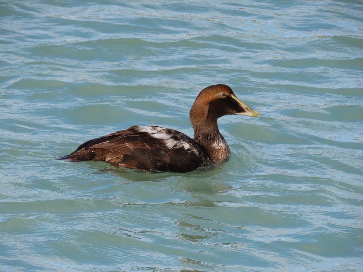 Common Eider - ML291079891