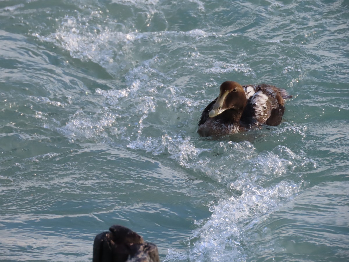 Common Eider - ML291079901