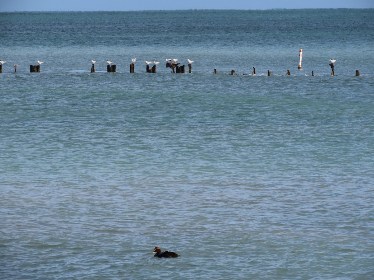 Common Eider - ML291079941