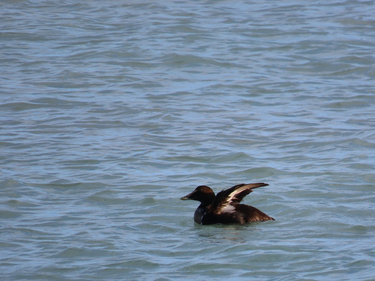 Common Eider - ML291079961