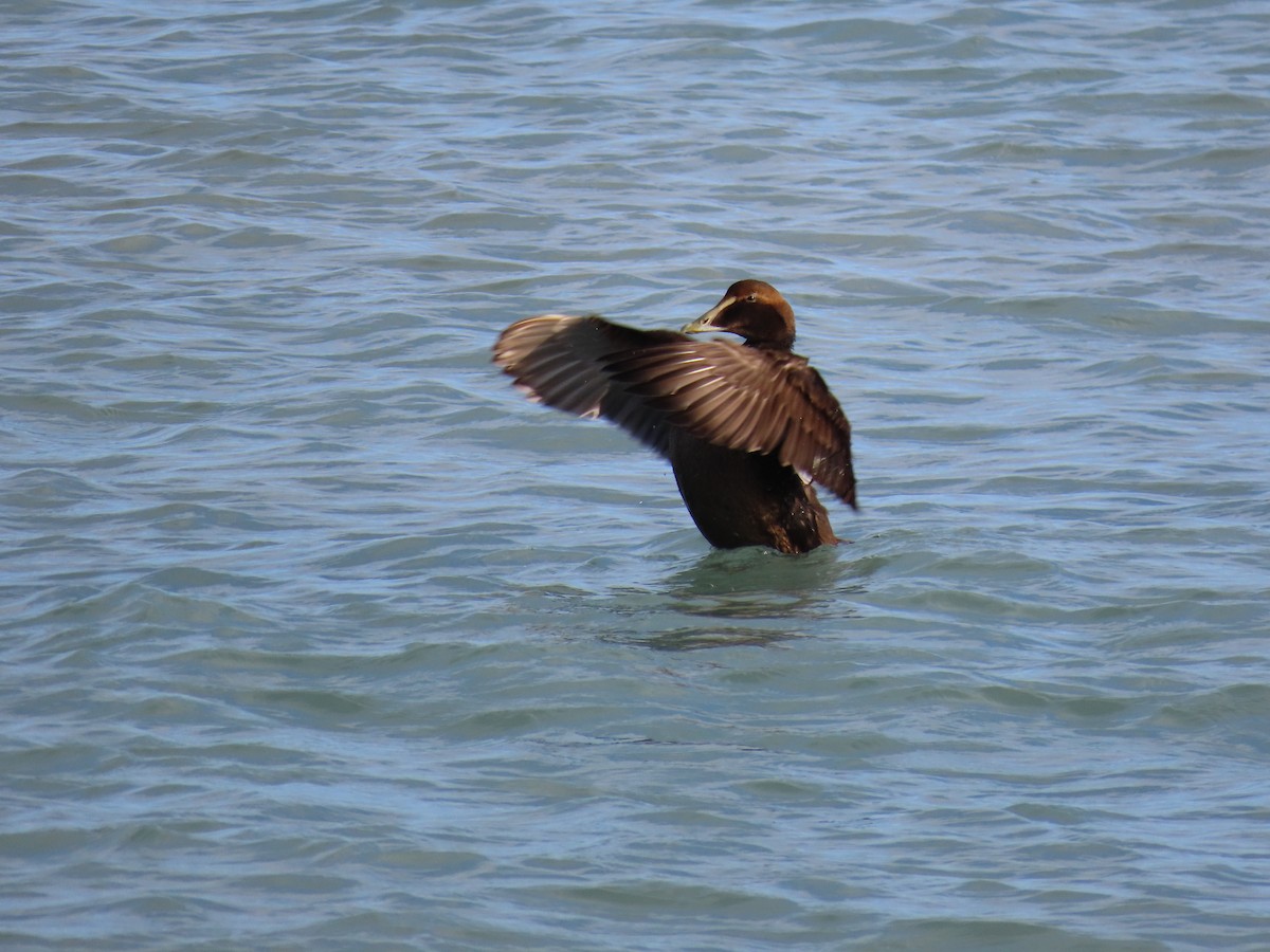 Eider arrunta - ML291079971