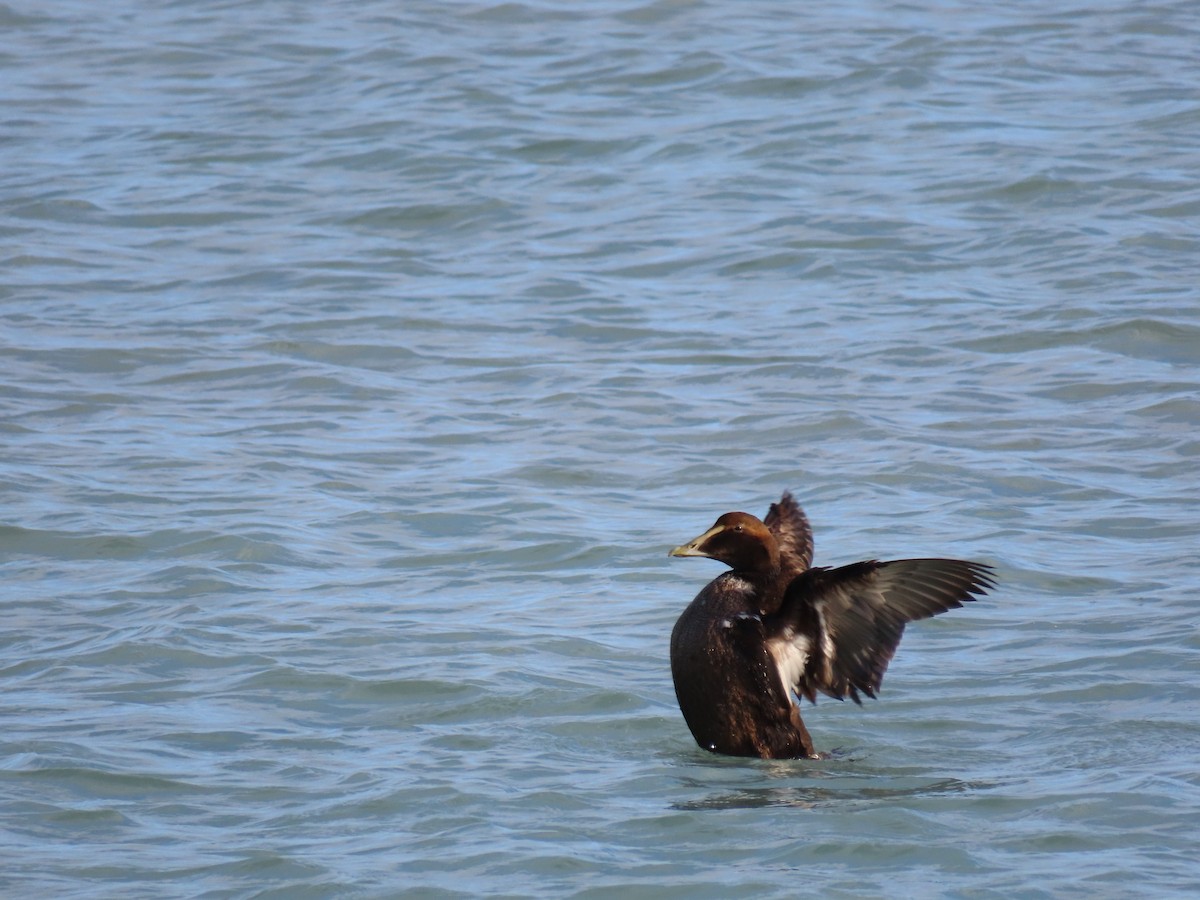 Common Eider - ML291079981