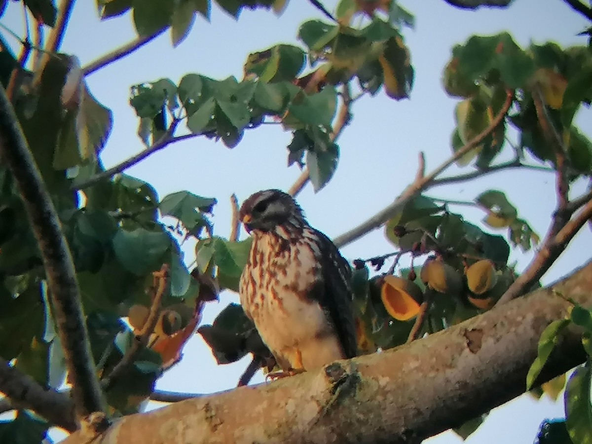 Gray-lined Hawk - ML291080221