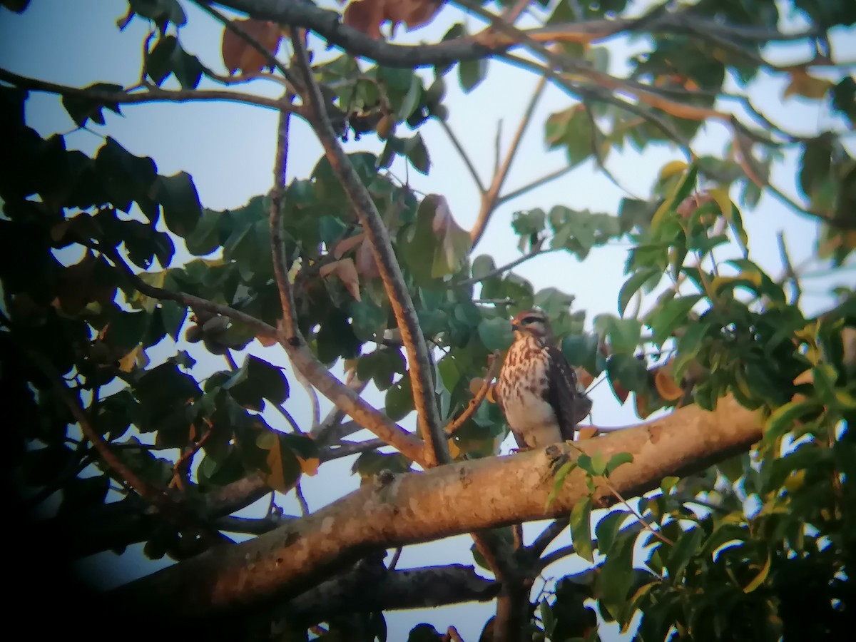 Gray-lined Hawk - ML291080291