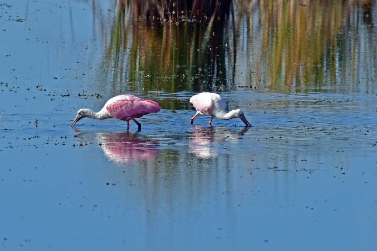 Ebird Checklist Dec St Marks Nwr Stoney Bayou Twin