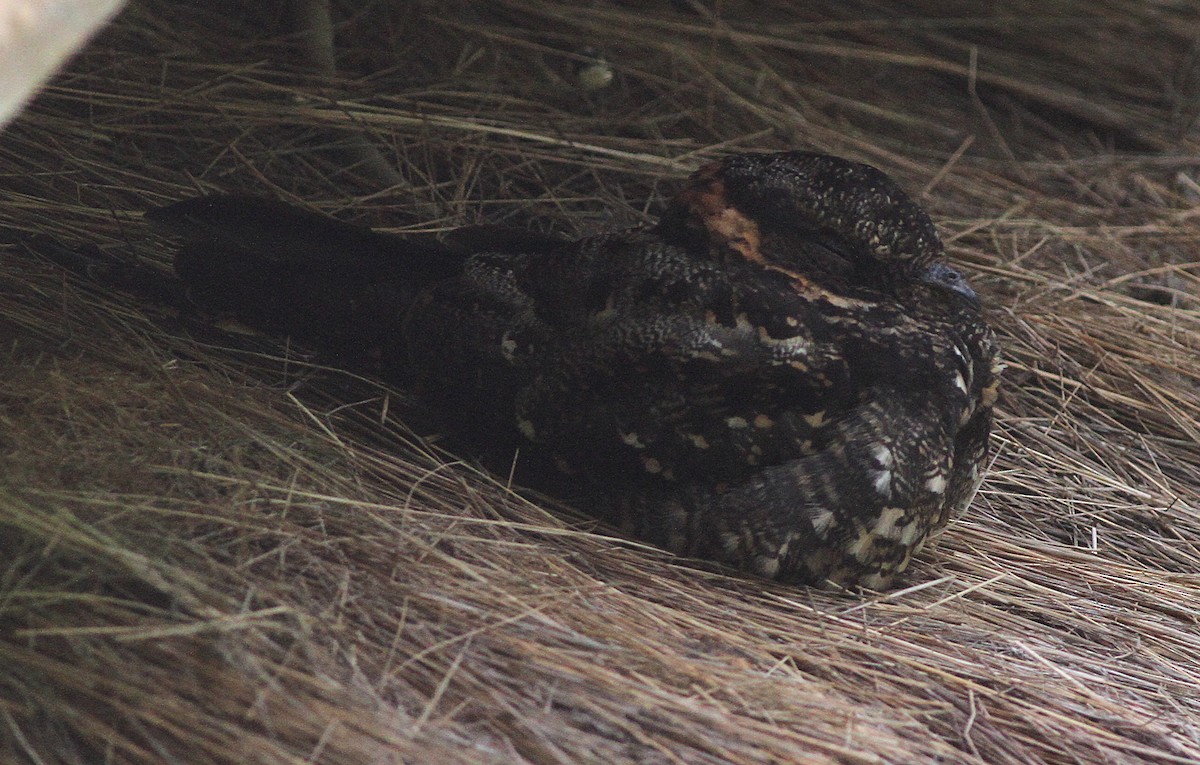 Lyre-tailed Nightjar - Ashley Banwell