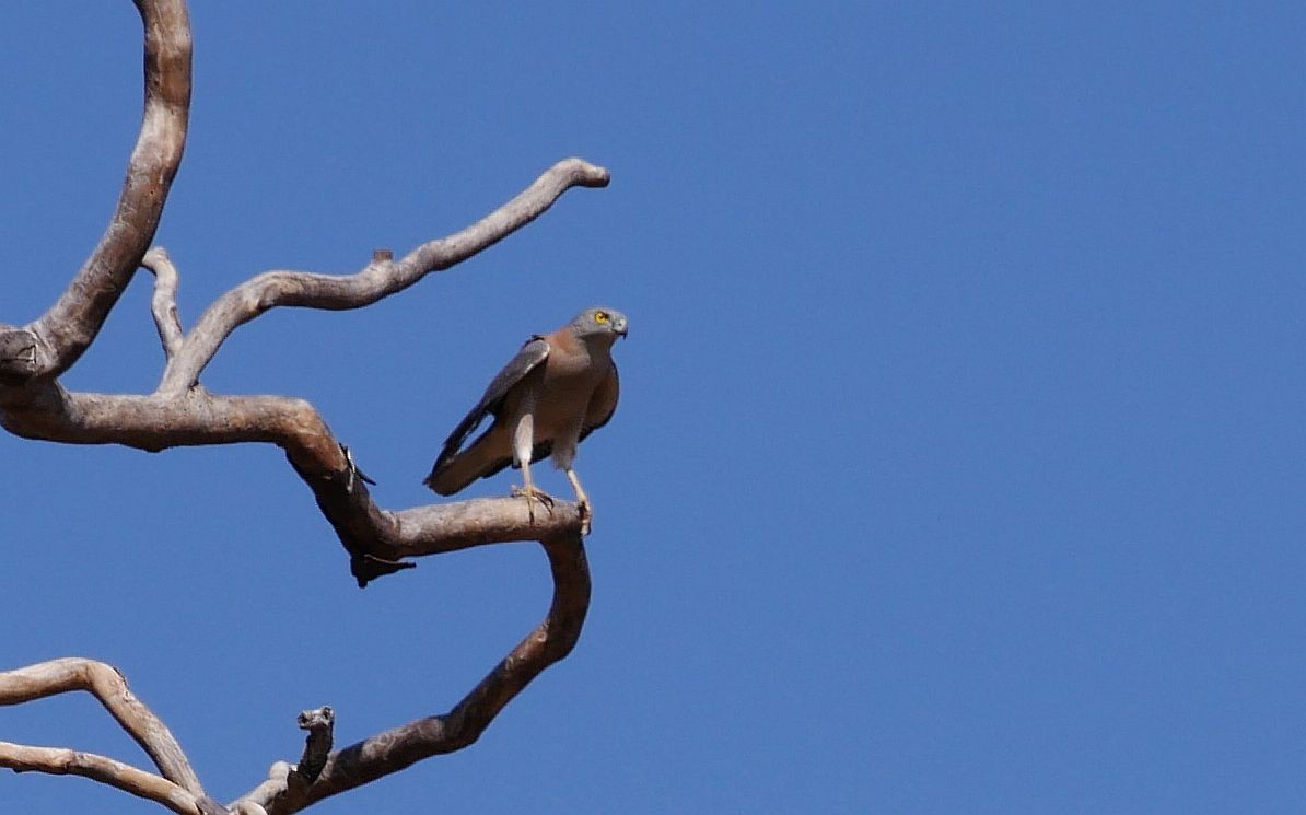 Brown Goshawk - ML291081531