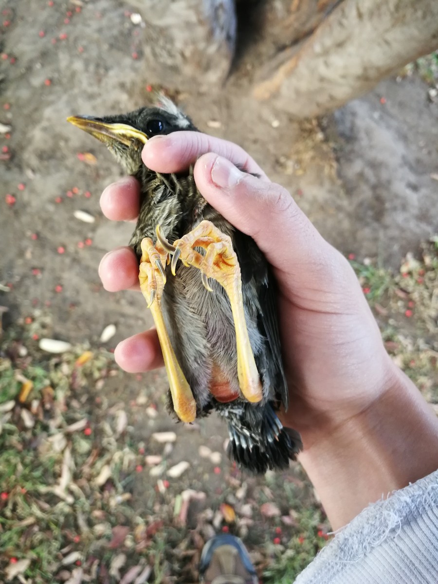 Great Thrush - ML291082061