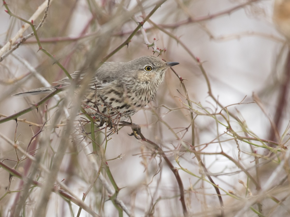 Sage Thrasher - Amanda Wilmarth