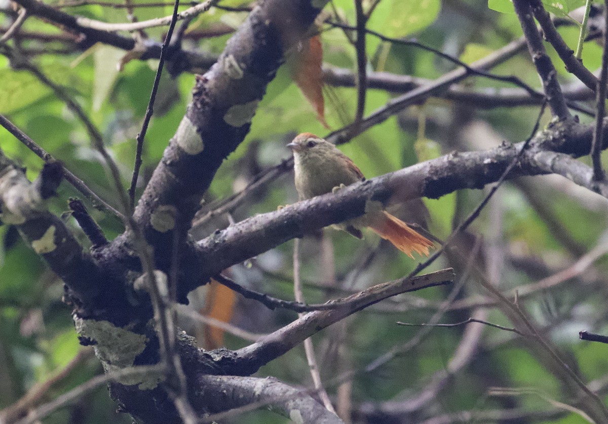 Pallid Spinetail - ML291082601