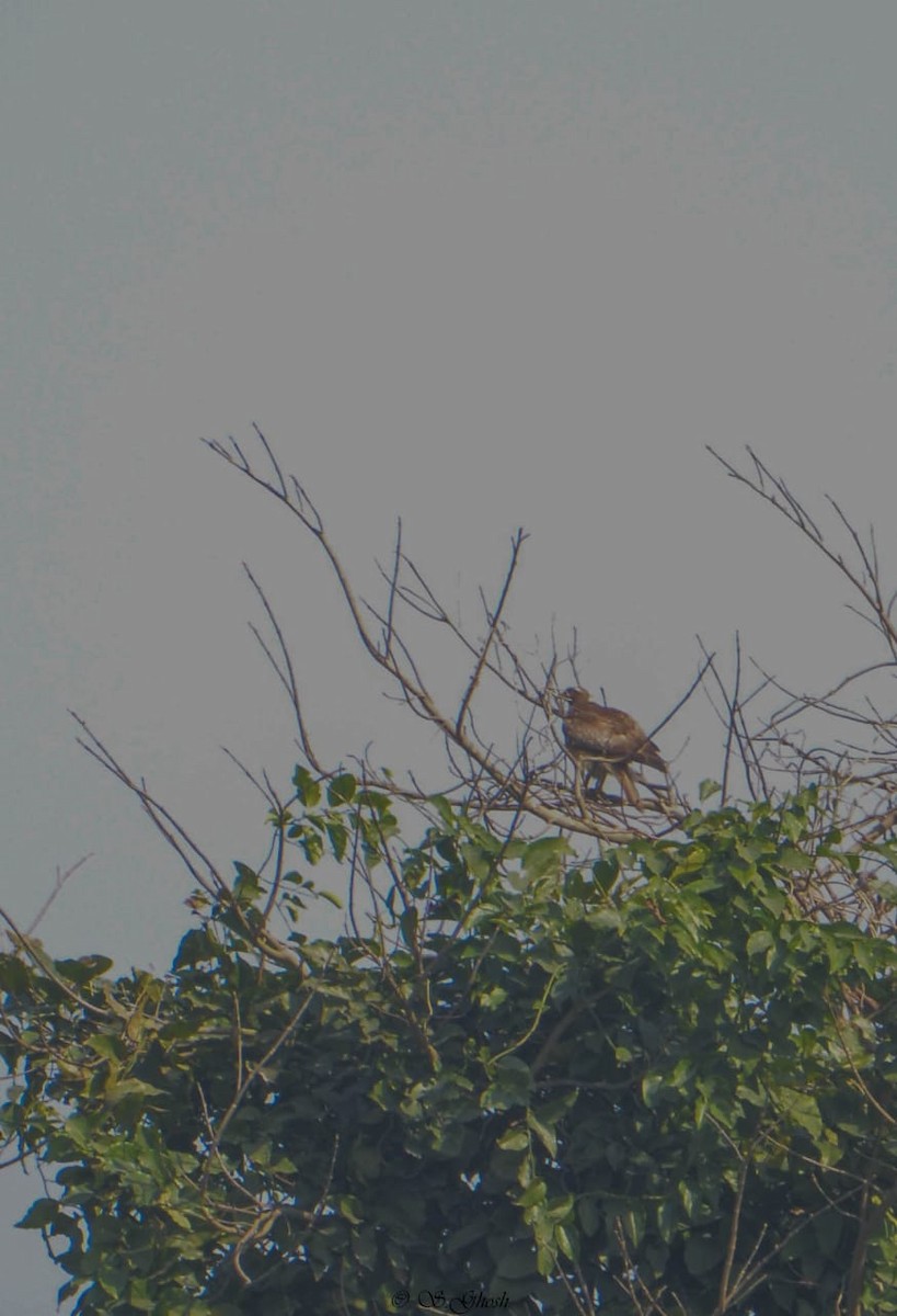 Busautour aux yeux blancs - ML291083051