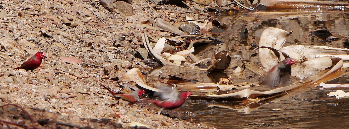 Crimson Finch - ML291083091