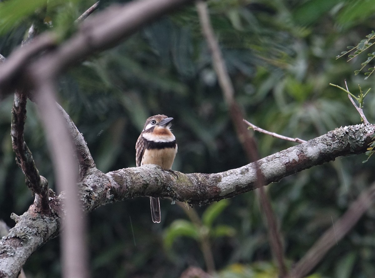 Russet-throated Puffbird - ML291083431