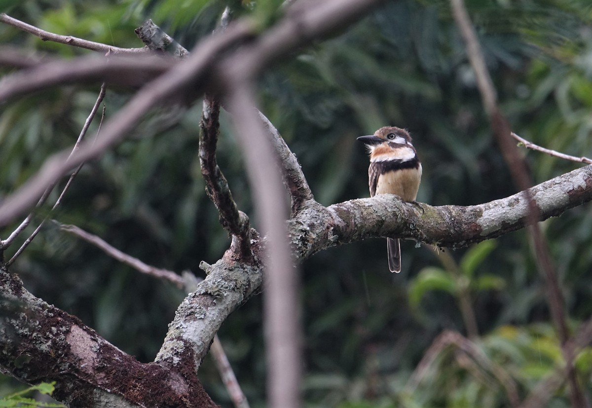 Russet-throated Puffbird - ML291083471