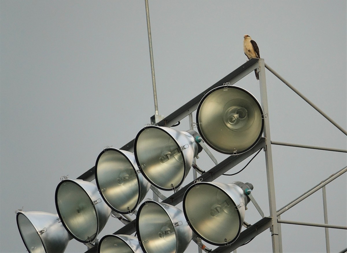 Yellow-headed Caracara - ML291083491