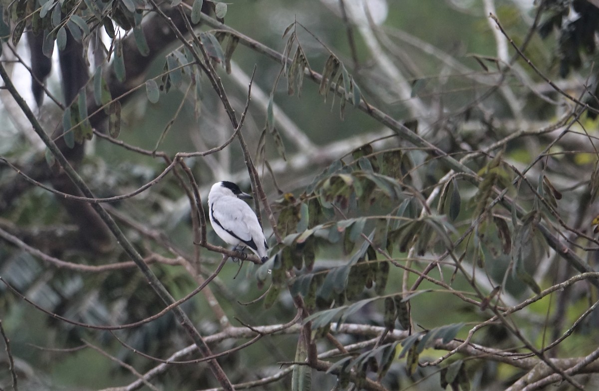 Black-crowned Tityra - ML291083601