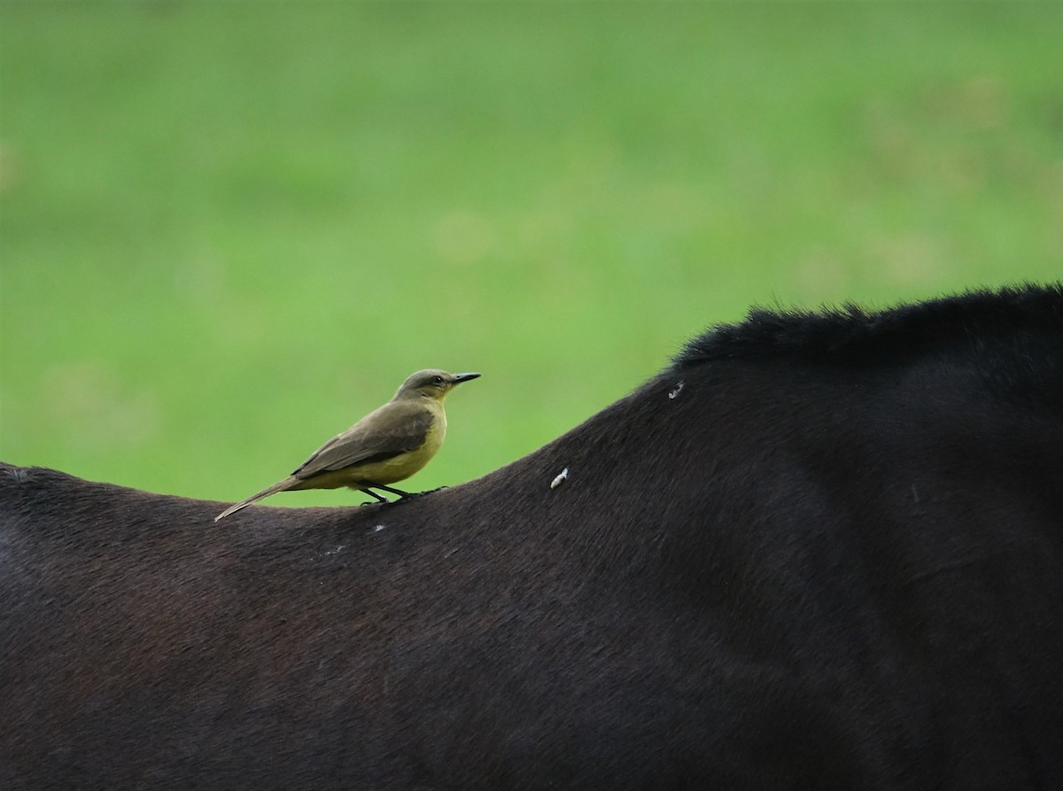 Cattle Tyrant - ML291083641