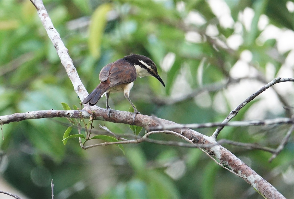 Bicolored Wren - ML291083771