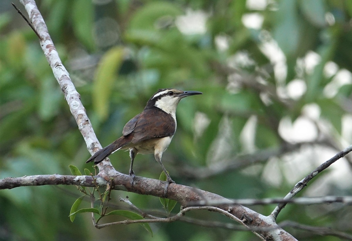 Bicolored Wren - ML291083791