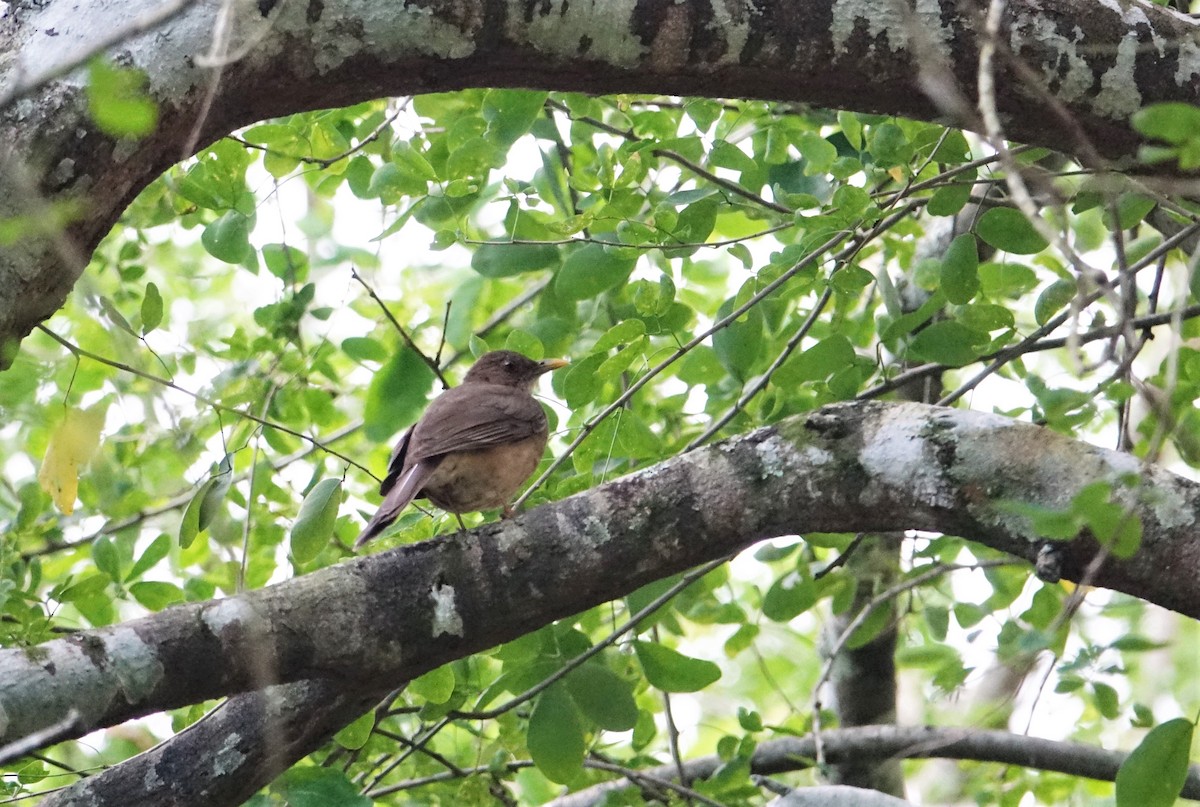 Clay-colored Thrush - ML291083841