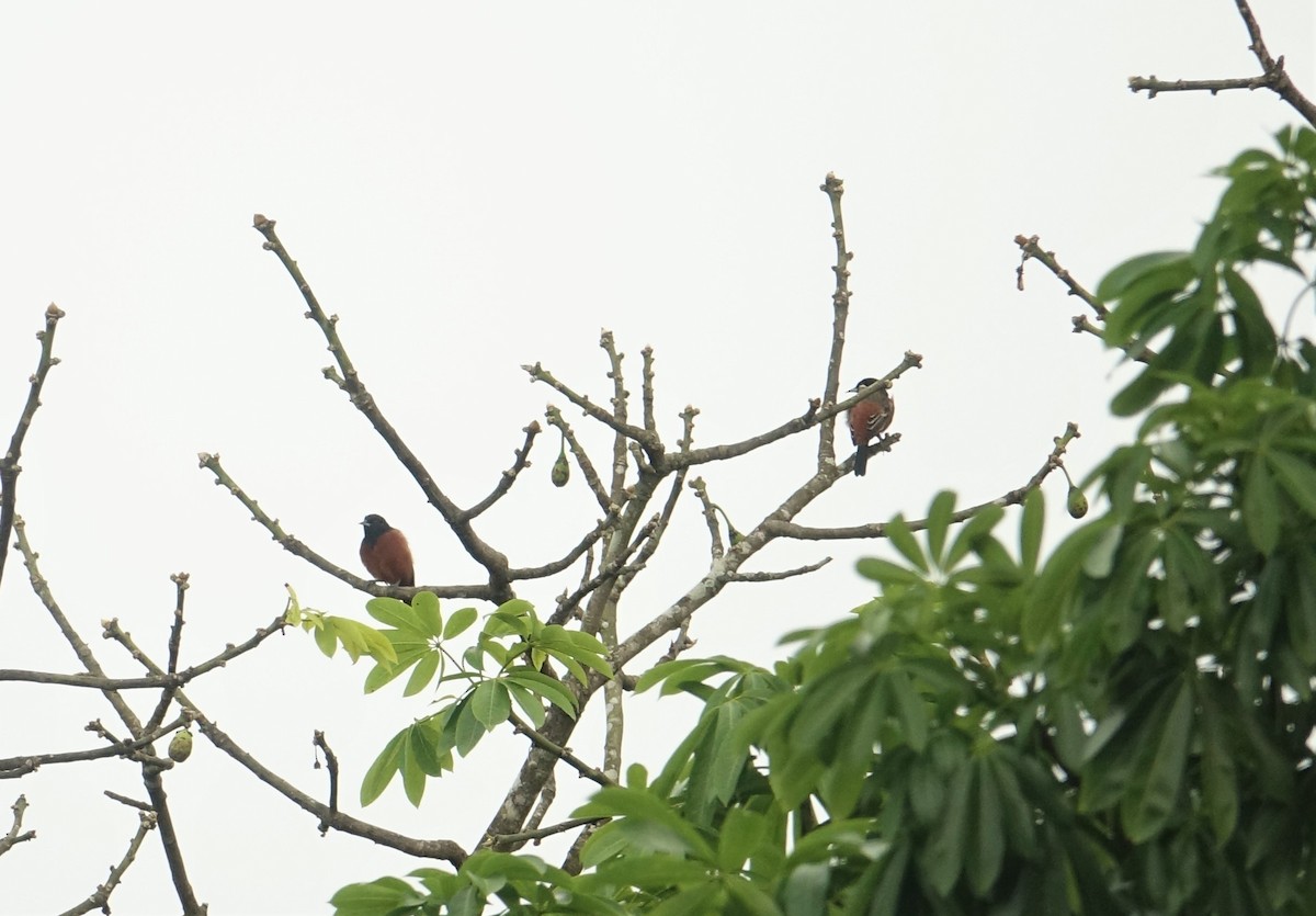 Orchard Oriole - ML291083901