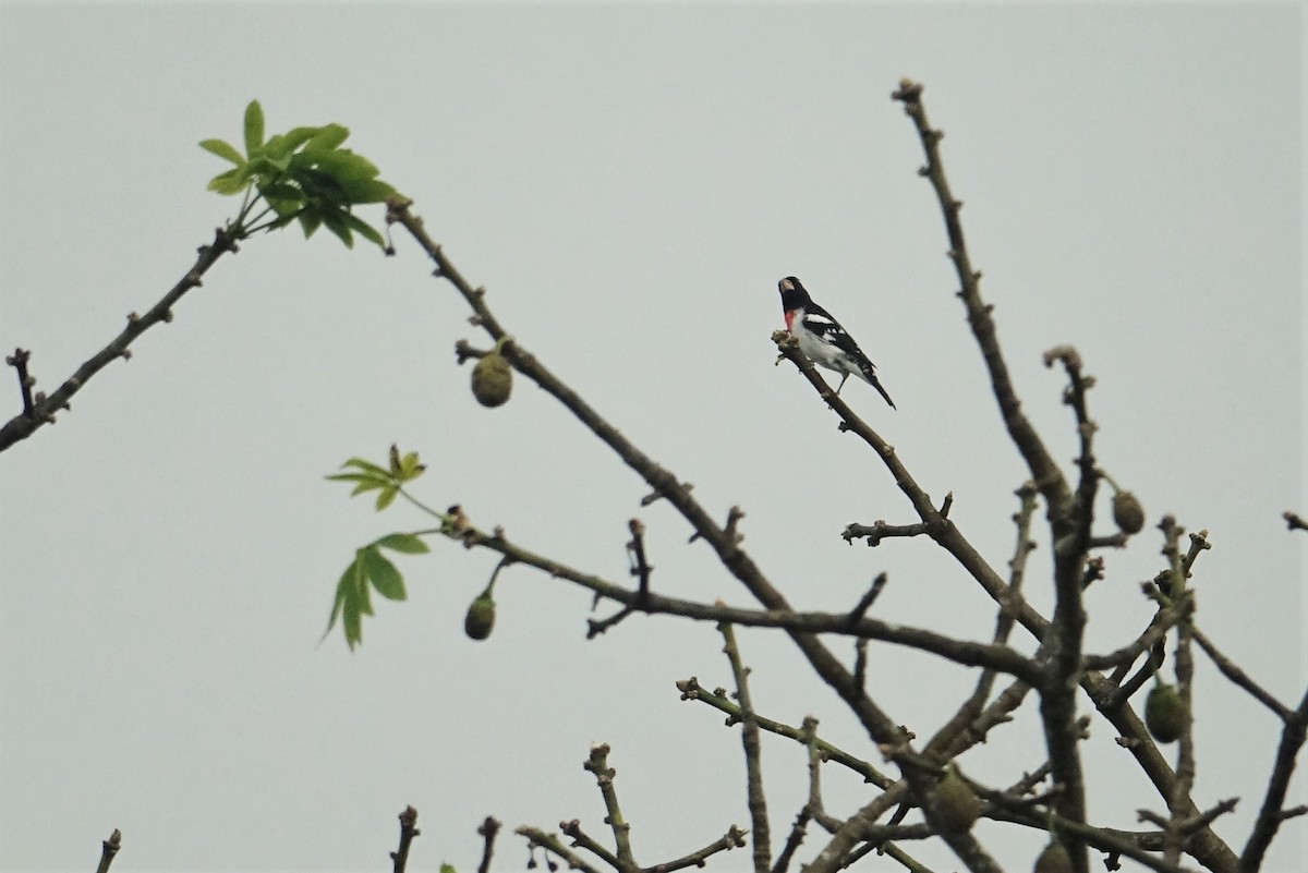 Rose-breasted Grosbeak - ML291083951