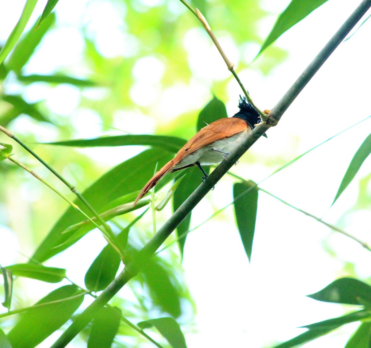 Indian Paradise-Flycatcher - ML29108451