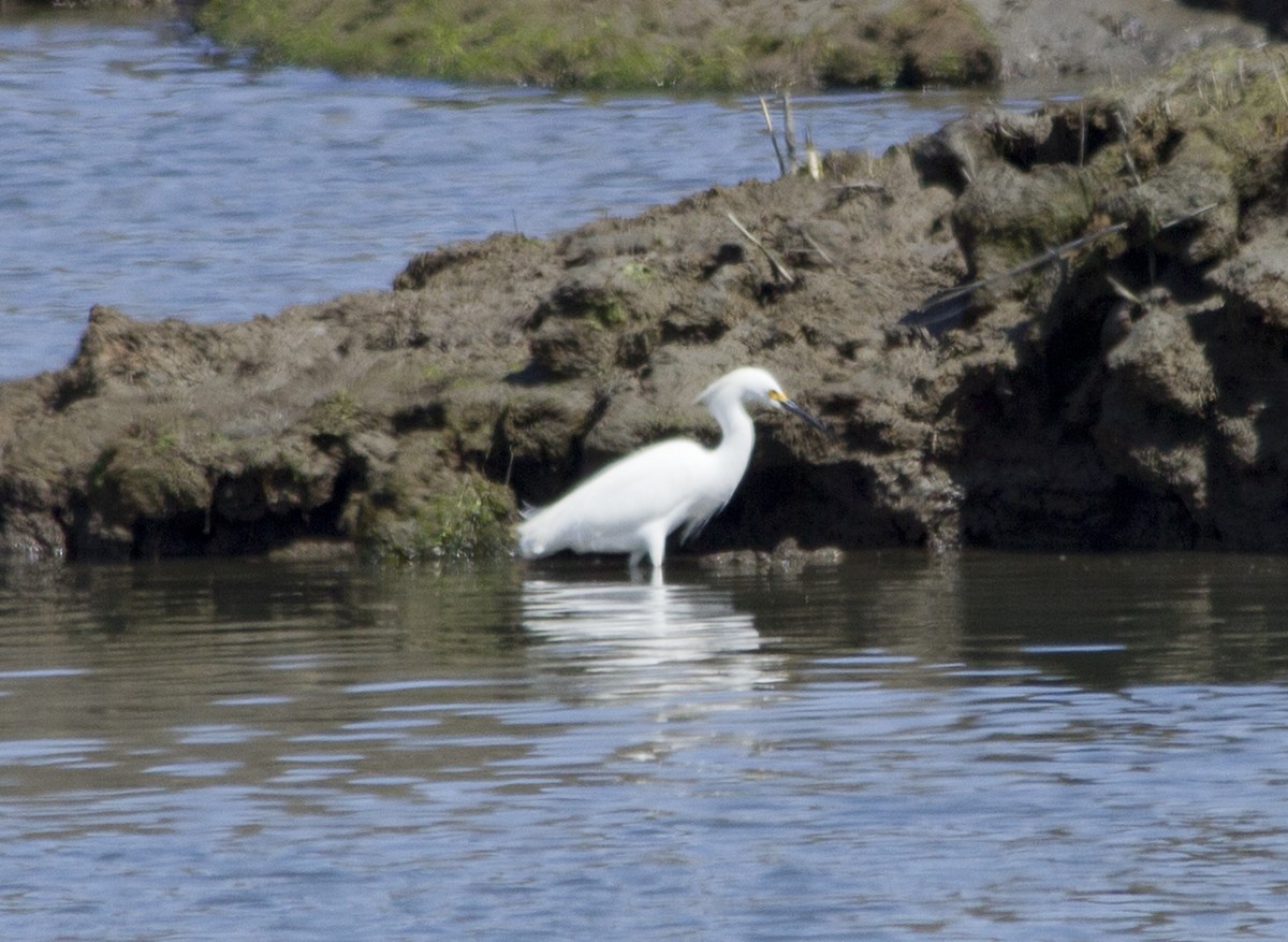 Snowy Egret - ML291084891