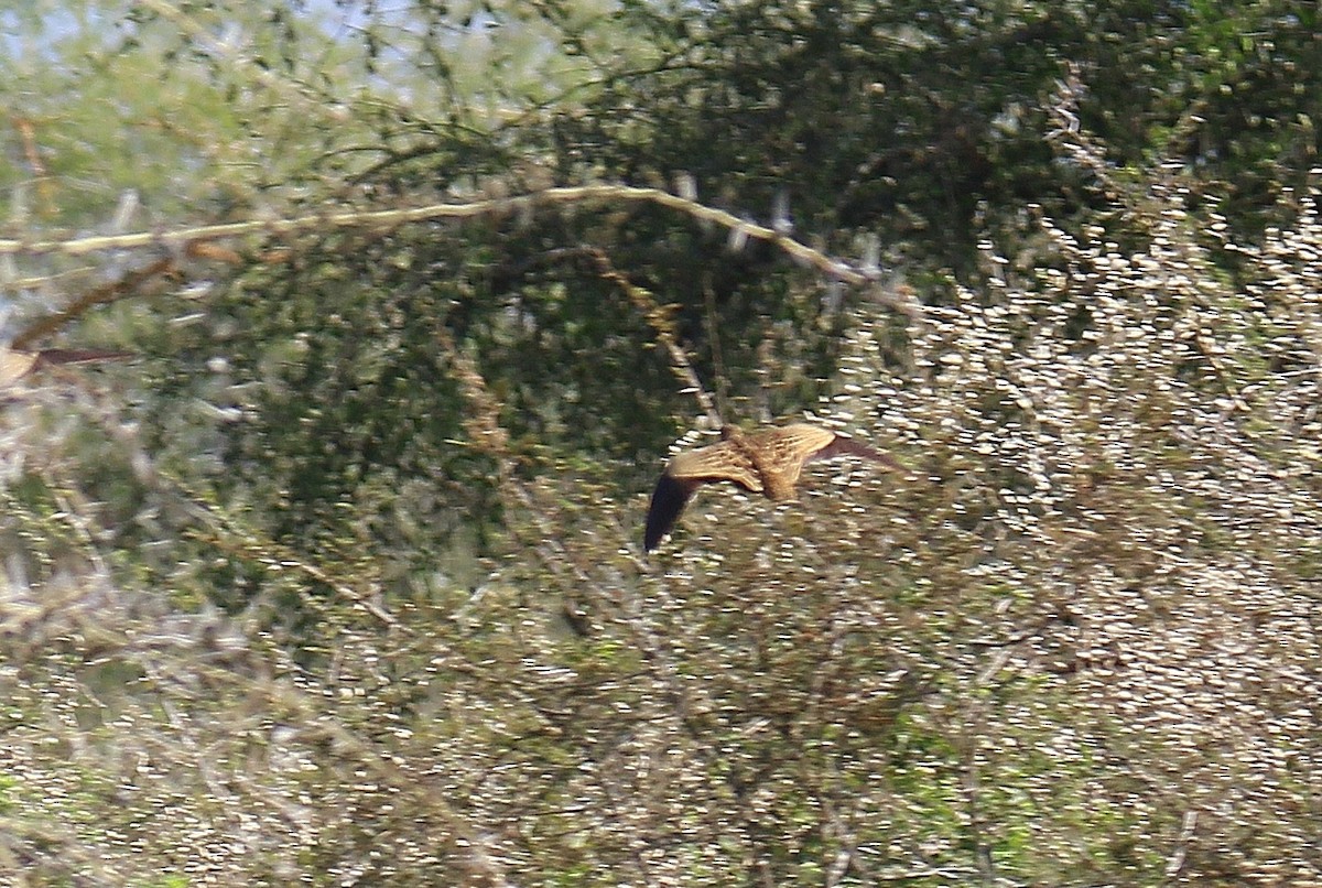 Small Buttonquail - ML291085151