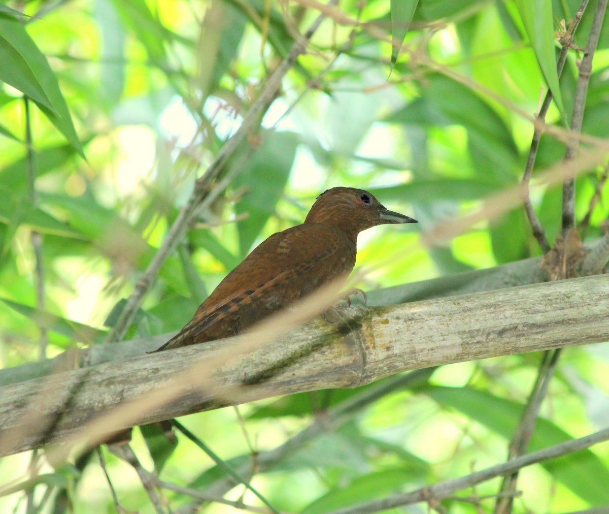 Rufous Woodpecker - ML29108611