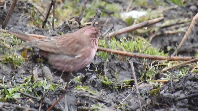 Blyth's Rosefinch - ML291088711