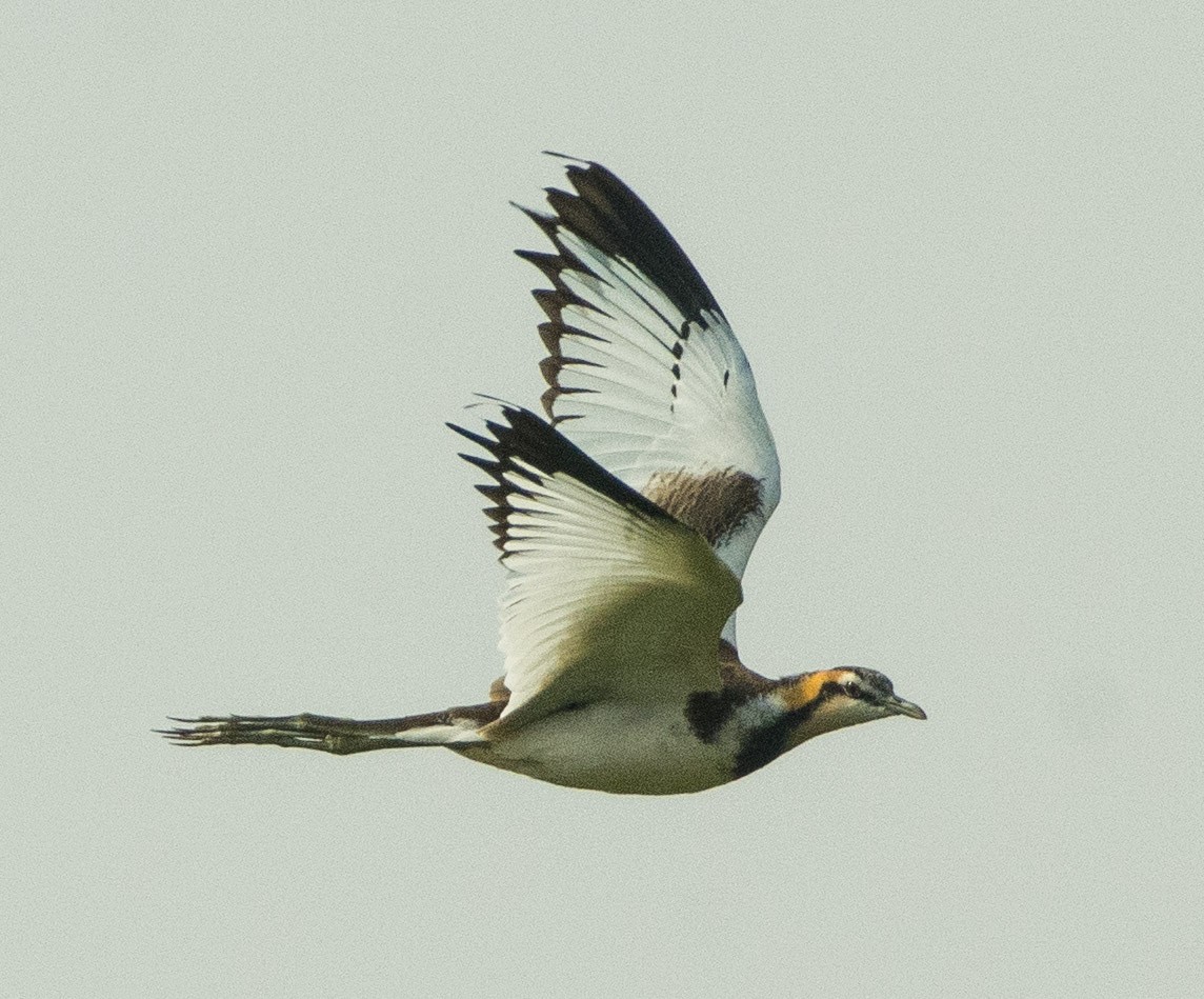 Pheasant-tailed Jacana - ML291090931